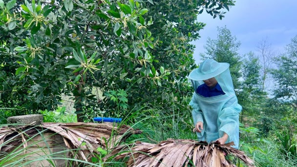 Hành trình 'bỏ phố về rừng' của nữ cử nhân báo chí: Từ đồi trọc hoang hóa đến sản phẩm OCOP 3 sao
