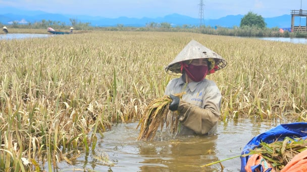 Quảng Trị ban hành chính sách hỗ trợ 'đặc biệt', nông dân bị thiệt hại do thiên tai được đền bù tới 60 triệu đồng/ha