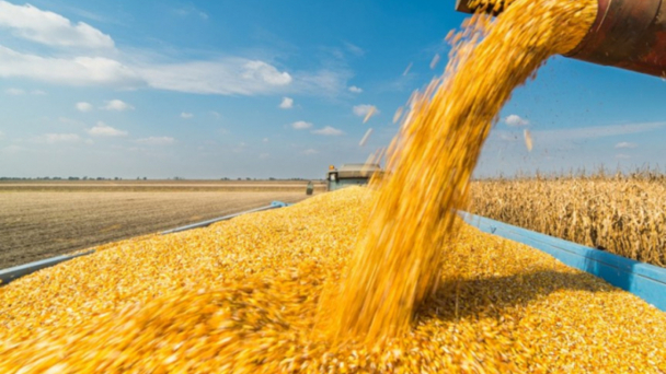 FAO: Giá Lương thực tháng 3.2022 cao nhất kể từ năm 1990