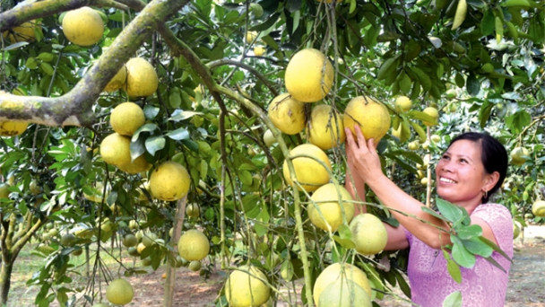 Bưởi Việt Nam lên kệ siêu thị Mỹ
