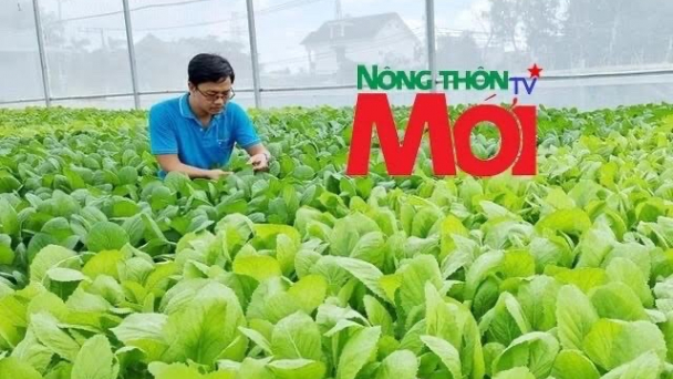 Cử nhân Ngân hàng chuyển hướng làm nông dân trồng rau sạch