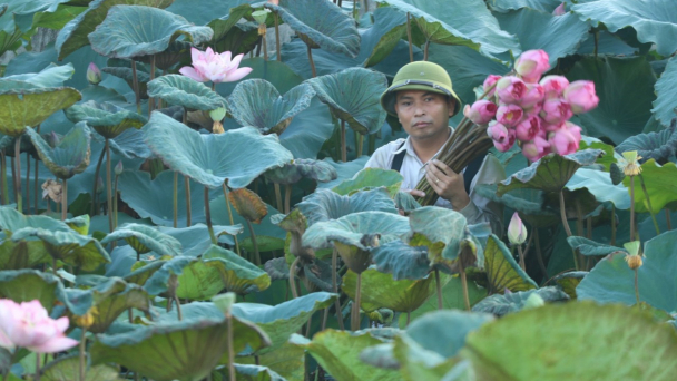 Sen quê Bác - Tạo cảnh quan đẹp và mang lại giá trị kinh tế cao