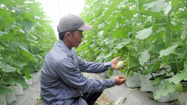Nhơn Trạch: Nông dân trẻ trồng dưa lưới công nghệ cao, thu nhập “khủng”