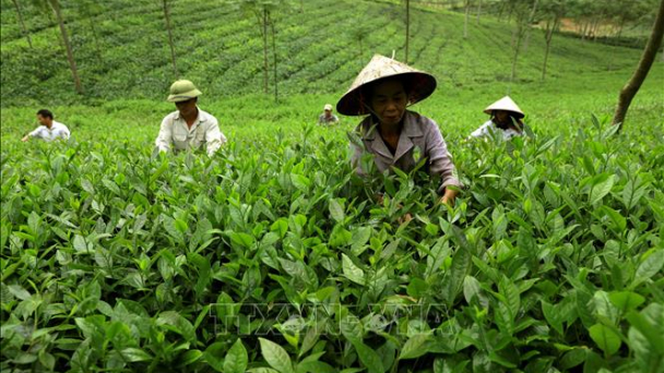 18 sản phẩm chè Phú Thọ đạt chứng nhận cấp tỉnh từ 3 sao trở lên