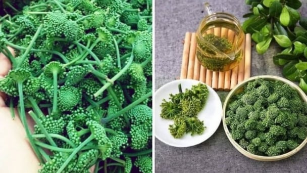 Công dụng của hoa tam thất với sức khỏe