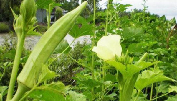 Những lợi ích khi ăn đậu bắp thường xuyên