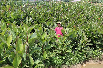Nông dân tỉnh Bắc Kạn phấn khởi khi giá dong riềng tăng mạnh 