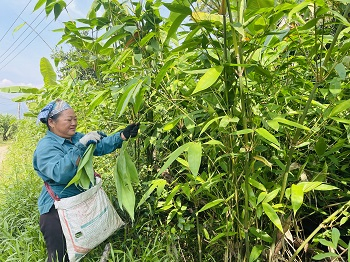 Nông dân Hà Giang làm giàu từ cây Giang