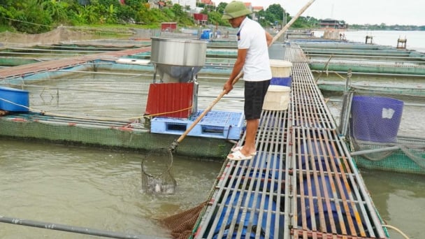 Làm giàu từ nghề nuôi cá lồng trên sông Đuống