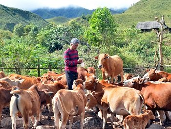 Chuyện vượt khó làm giàu của nông dân xuất sắc Chang Váng Sinh