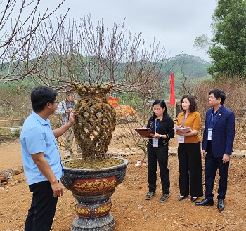 Độc đáo “Đào Lộc Bình” đón Xuân Giáp Thìn 2024