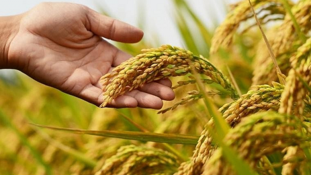 Thúc đẩy hợp tác lúa gạo giữa Việt Nam và Philippines