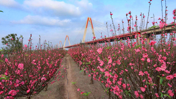 Làng hoa đào Nhật Tân những ngày giáp Tết Giáp Thìn