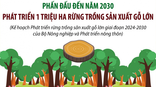 Phấn đấu đến năm 2030, phát triển 1 triệu héc ta rừng trồng sản xuất gỗ lớn