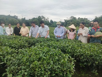 Nông dân Tuyên Quang khá giả từ khi được học nghề