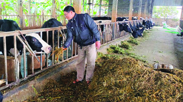 Chăn nuôi bò sữa làm giàu ở Duy Tiên