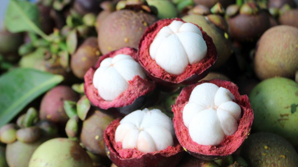 Măng cụt mất mùa, nông dân lo lợi nhuận giảm