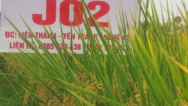 Triển khai mô hình giống lúa hữu cơ J02 cho năng suất cao, thân thiện môi trường
