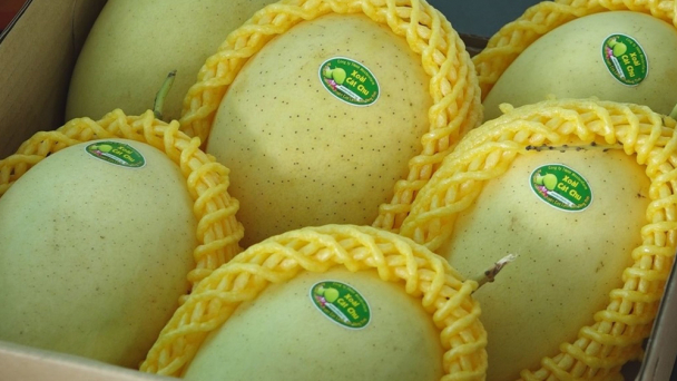 Xoài mang chỉ dẫn địa lý \'Cao Lãnh\' – niềm tự hào của nhà vườn đất Sen hồng