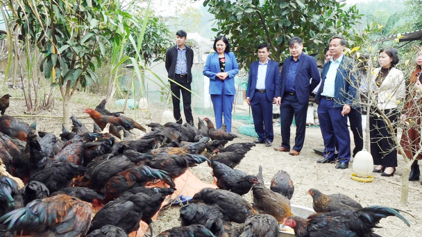 Thái Nguyên phổ biến kỹ thuật chăn nuôi giống gà lai 18M1 cho nông dân