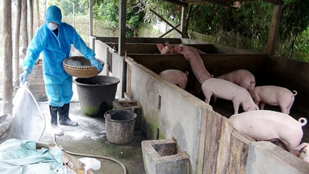 Hỗ trợ lợn bị tiêu hủy do dịch bệnh theo quy định mới