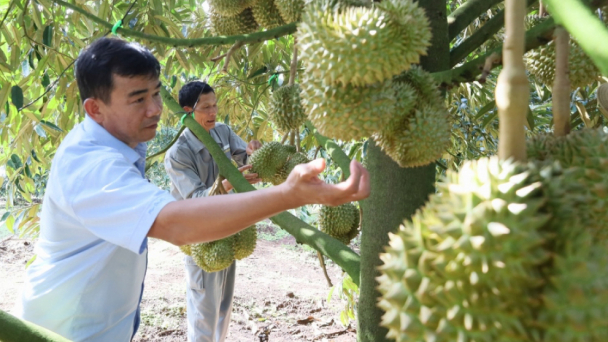 Đắk Lắk chuẩn bị kỹ cho vụ thu hoạch vụ sầu riêng năm 2024
