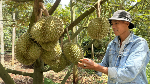Đắk Lắk tăng cường quản lý chất lượng sầu riêng trong mùa thu hoạch