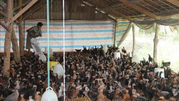 Người chăn nuôi có lãi nhờ giá thịt gia cầm tăng