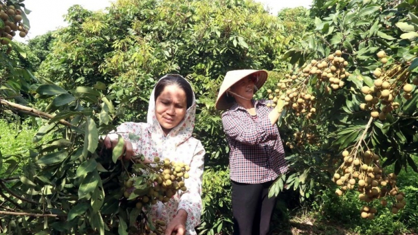 Người dân Hưng Yên phấn khởi vì nhãn đầu vụ được giá dù sản lượng giảm