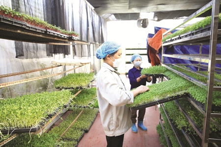 Chính sách hỗ trợ hợp tác xã nông nghiệp