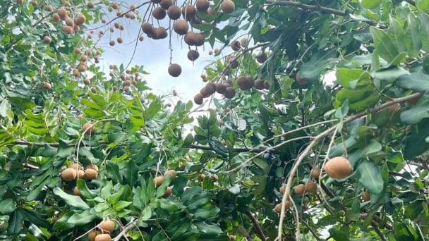 Thanh nhãn Bạc Liêu - Thương hiệu độc đáo, được thị trường ưa chuộng