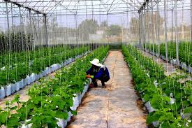 Tây Ninh kêu gọi đầu tư, phát triển hệ sinh thái nông nghiệp công nghệ cao
