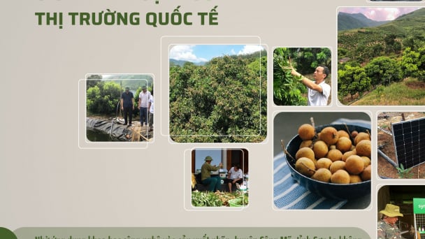 Sông Mã đưa khoa học công nghệ vào sản xuất nhãn, giúp trái ngọt vươn ra thị trường quốc tế