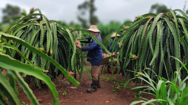 Bà Rịa – Vũng Tàu: Khuyến khích nông dân tham gia tổ hợp tác, hợp tác xã góp phần thúc đẩy phát triển kinh tế tập thể