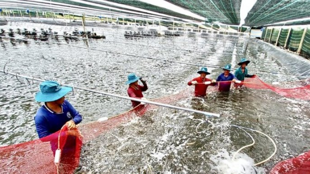 Xây dựng Bạc Liêu trở thành trung tâm ngành công nghiệp tôm cả nước