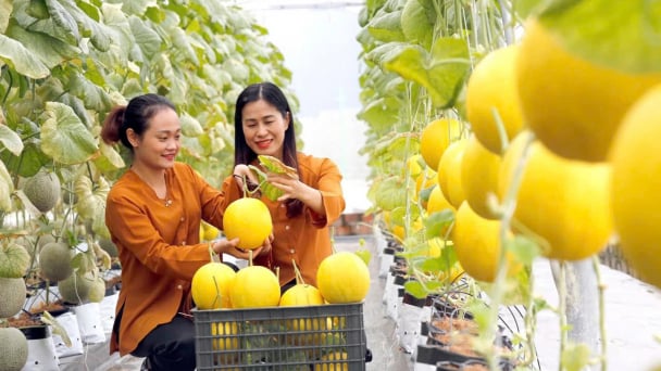  Hải Phòng: Nông dân được hỗ trợ làm nông nghiệp công nghệ cao
