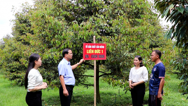 Huyện Châu Đức: Xây dựng được 12 mã số vùng trồng xuất khẩu cho cây chuối, sầu riêng, thanh long