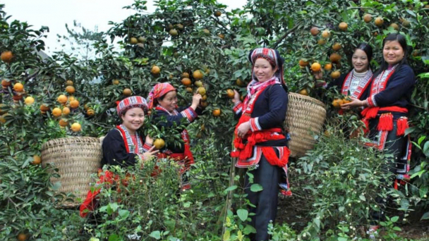 Kênh dẫn vốn, giúp nông dân yên tâm mở rộng sản xuất và làm giàu