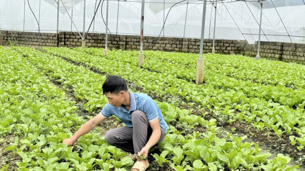 Nông dân Tam Đường mở rộng sản xuất nhờ vốn Quỹ Hỗ trợ nông dân