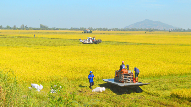 An Giang: Triển khai hiệu quả các chương trình, đề án về nông nghiệp, nông dân, nông thôn