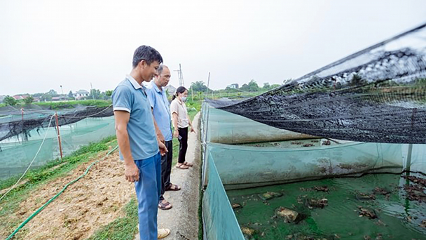 Nuôi ếch kết hợp thả cá rô đồng mang lại hiệu quả kinh tế cao