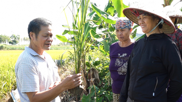 Quảng Ninh: Nông dân huyện Hải Hà hào hứng tham gia lớp học IPM
