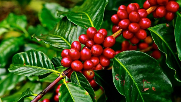 Thị trường nông sản ngày 29/10: Giá hồ tiêu, cà phê tiếp đà giảm