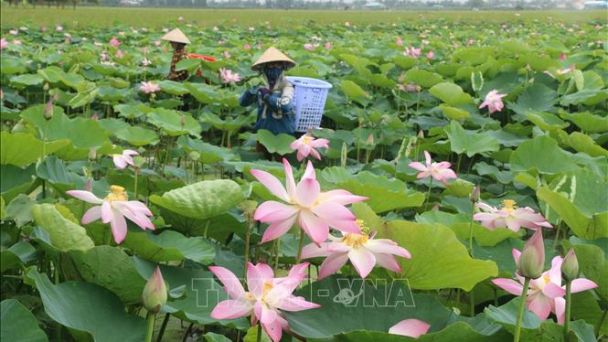 Siêu lợi nhuận từ đa dạng hóa sản phẩm từ sen