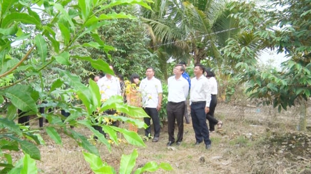 Hậu Giang: Nhiều nông dân có thu nhập tiền tỷ từ sản xuất nông nghiệp