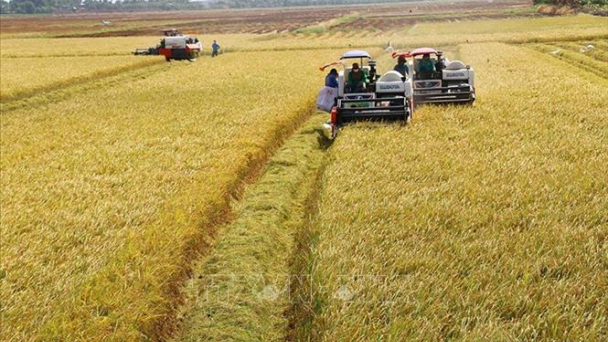 Triển khai cho vay hỗ trợ liên kết sản xuất, chế biến và tiêu thụ sản phẩm lúa gạo