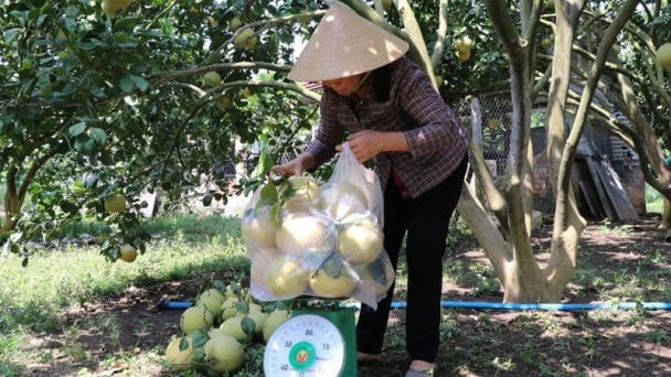 Đồng Nai: Xây dựng hệ sinh thái nông nghiệp hữu cơ bền vững