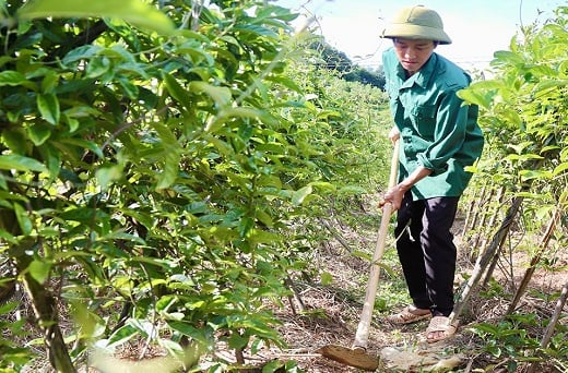 Hà Tĩnh: Chàng trai trẻ khát vọng đưa cây dược liệu về làm giàu trên đất đồi