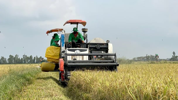 Nông dân Đồng Tháp chuyển đổi sang sản xuất lúa hữu cơ