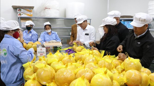 Xuất khẩu bưởi Hòa Bình sang thị trường EU